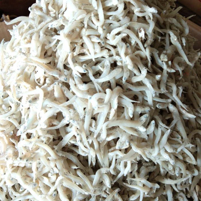 

BARANG TERLARIS TERI MEDAN TOGE SUPER