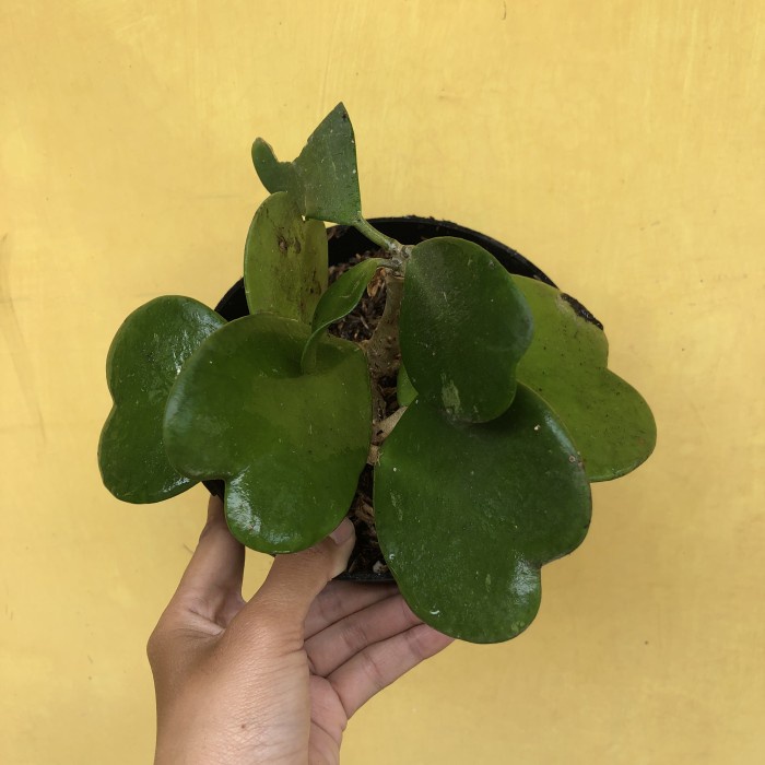 New Bibit Tanaman Hoya Kerii Splash Hoya Love Tanaman Indoor 2-3 Daun Ready