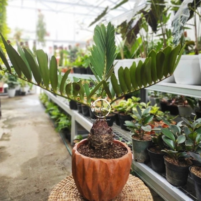 New Zamia Furfuracea / Zamia Sikas / Zamia Ready