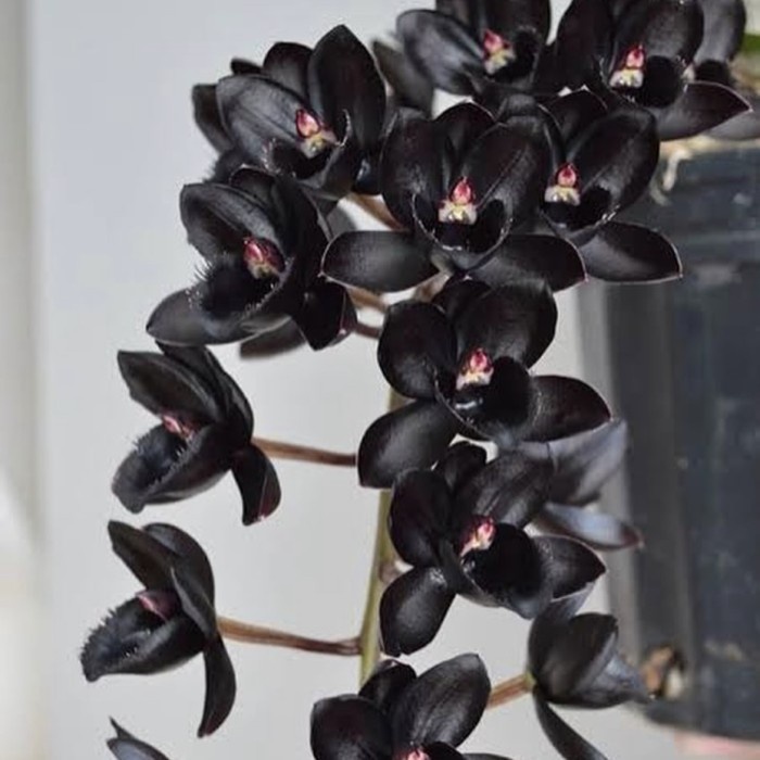 New Fredclarkeara After Dark 'Svo Black Pearl' - Bumi Catasetum Orchids Ready