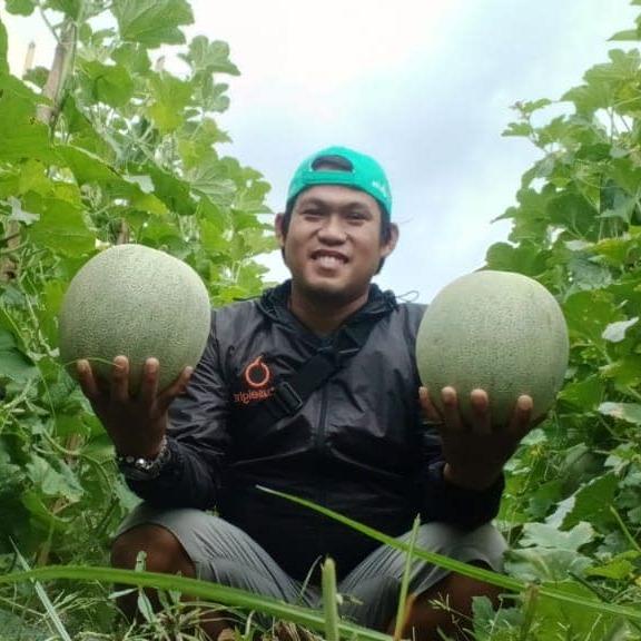 New Benih Tanaman Melon Putih Madu Alina F1 40 Butir Dari Cap Panah Merah Kulit Hijau Ready