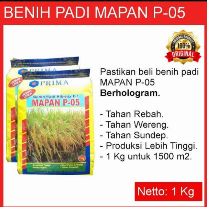 New Benih Padi Mapan 05 Hibrida Ready
