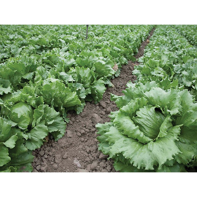 New Benih Selada Georgia Head Lettuce (10 Gr) - Known You Seed Ready