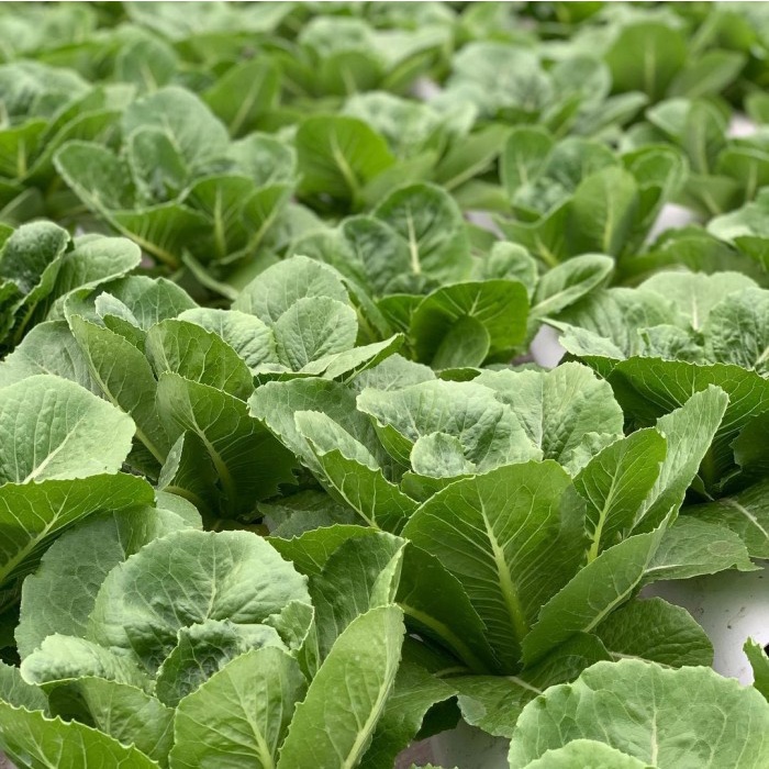 New Benih Lettuce Romaine Verapas Bejo Seed - Import Ready