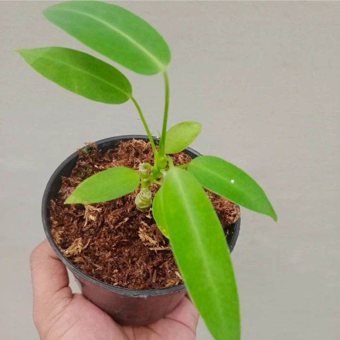 Tanaman Hias Anthurium warocqueanum / Lidah Gajah / Warocqueanum