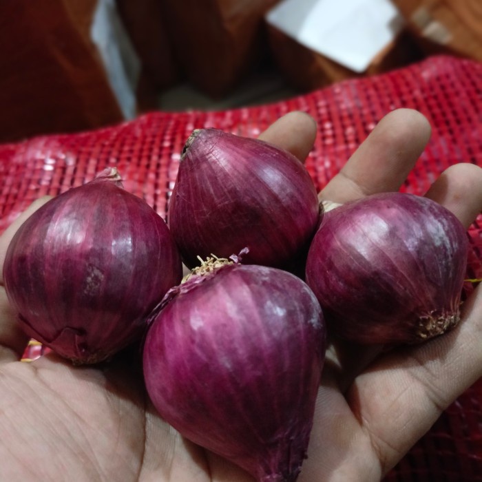 

Sale! Bawang Merah Peking India ( 1/2 Kg ) - ( 1 Kg ) - ( 1/4 Kg )