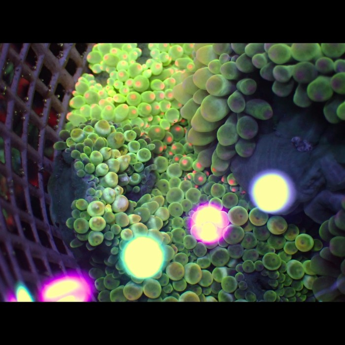 

Sale Terbatas Bubble Tip Anemone
