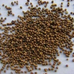 

SALE !!! 300 G GR GRAM TU SI ZI CUSCUTA SEED SEEDS DODDER SEED SEEDS READYY