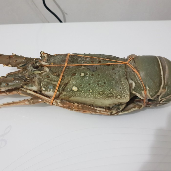 Lobster Laut Pakistan Fresh Frozen