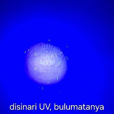 

Barang Terlaris Kertas Ijazah/Transkrip Nilai/Piagam - Kertas Tut Wuri Handayani Cod