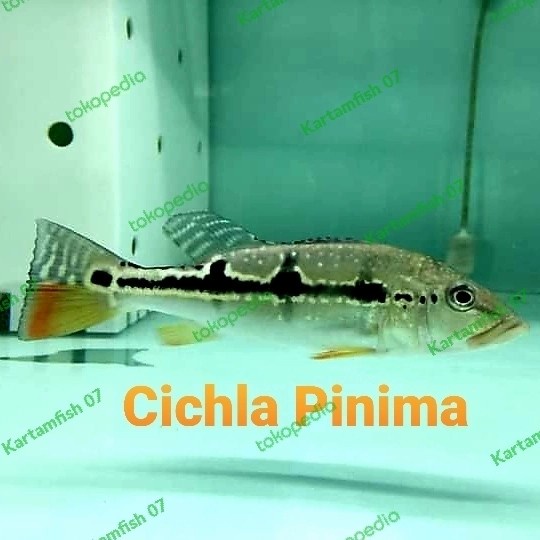 Promo Gila peacock bass pbass pinima