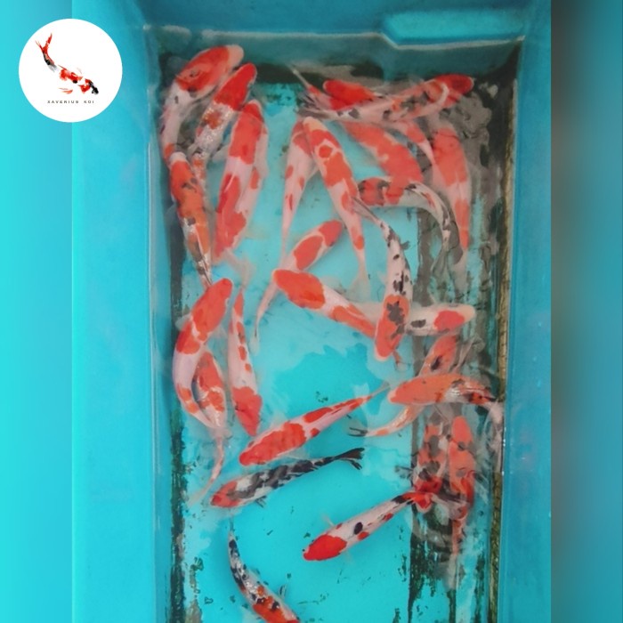 Promo Gila Bibit ikan koi 10-12 cm pilihan,murah meriah grade a mix