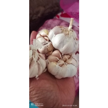 

1kg BAWANG PUTIH PANEN BARU