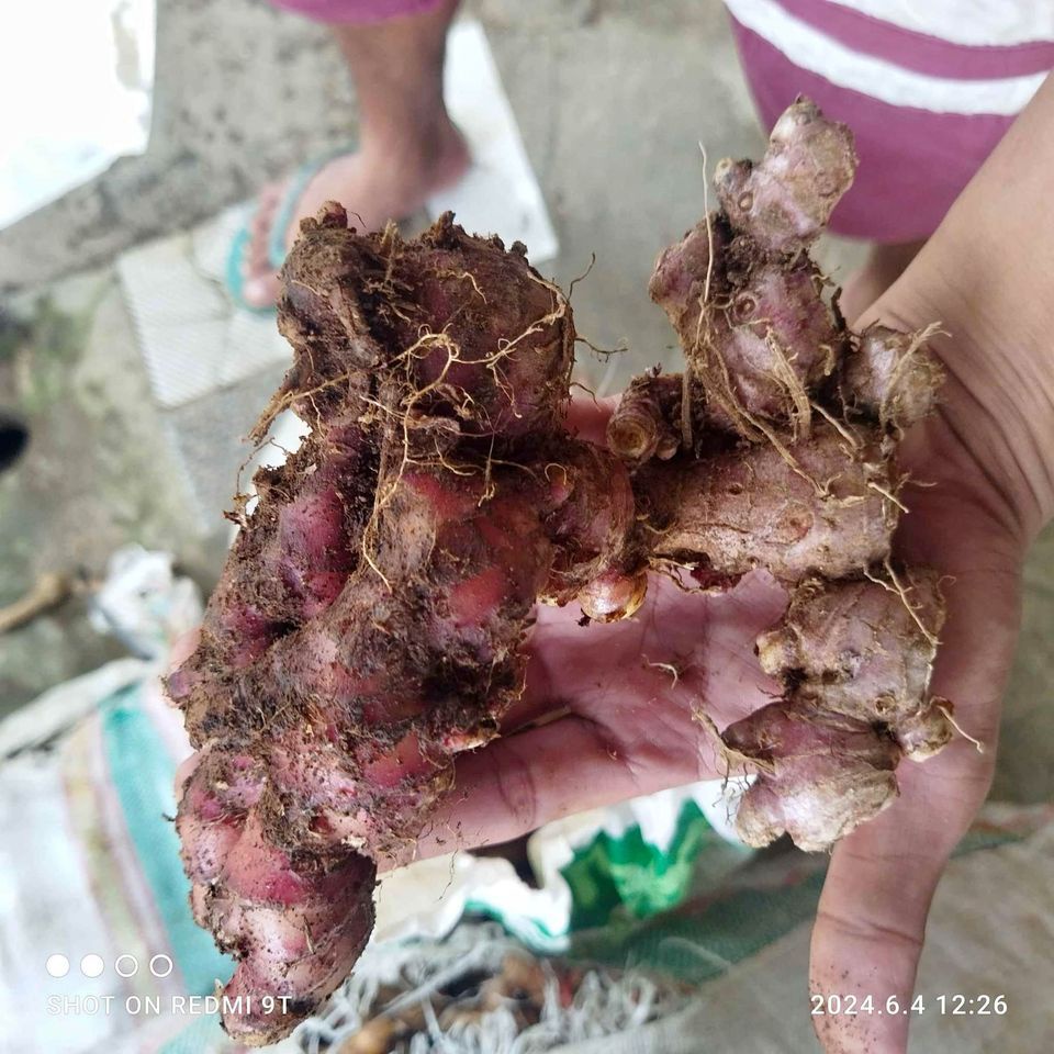 

Jahe Merah Medan 1kg Jahe Merah Segar Jahe Merah 1kg ukuran sedang Rempah Herbal Wedang Jahe Segar