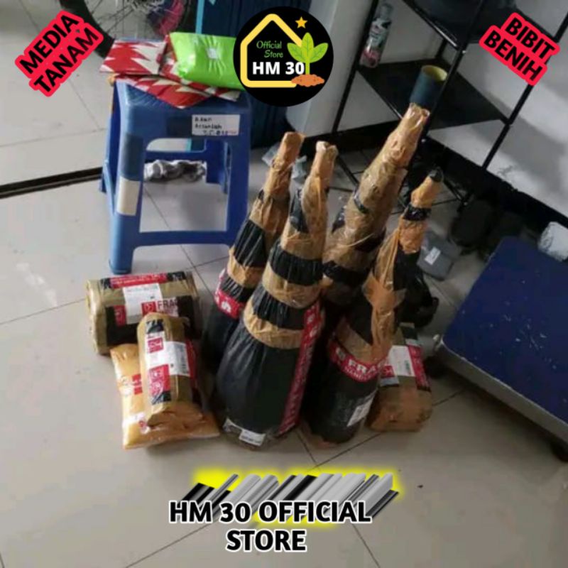

Trubuk 1 Ikat Utuh 10Pcs Fresh Murah Trubus Bunga Telur Tebu Turubuk Termurah Sayuran Langka sayur