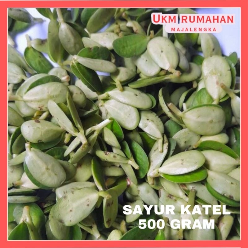 

Katel Majalengka 500g/Sayuran berprotein Tinggi