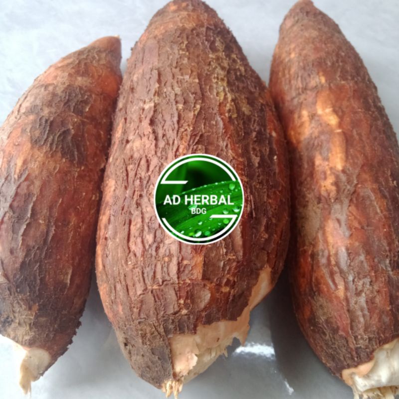 

Singkong Racun Sapi Kuru Segar 1Kg