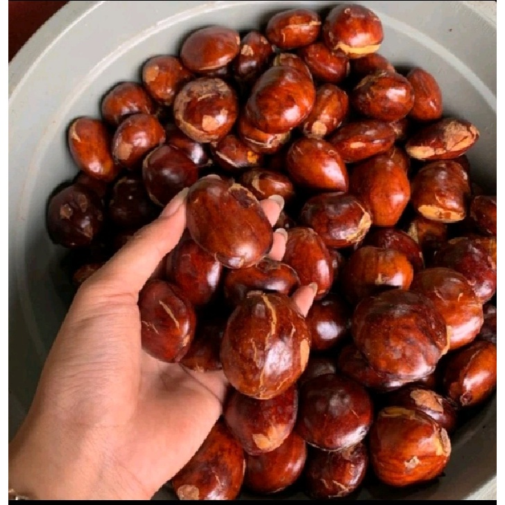 

JENGKOL TUA MENTAH 1 KG UDAH SORTIR/JENGKOL SUPER