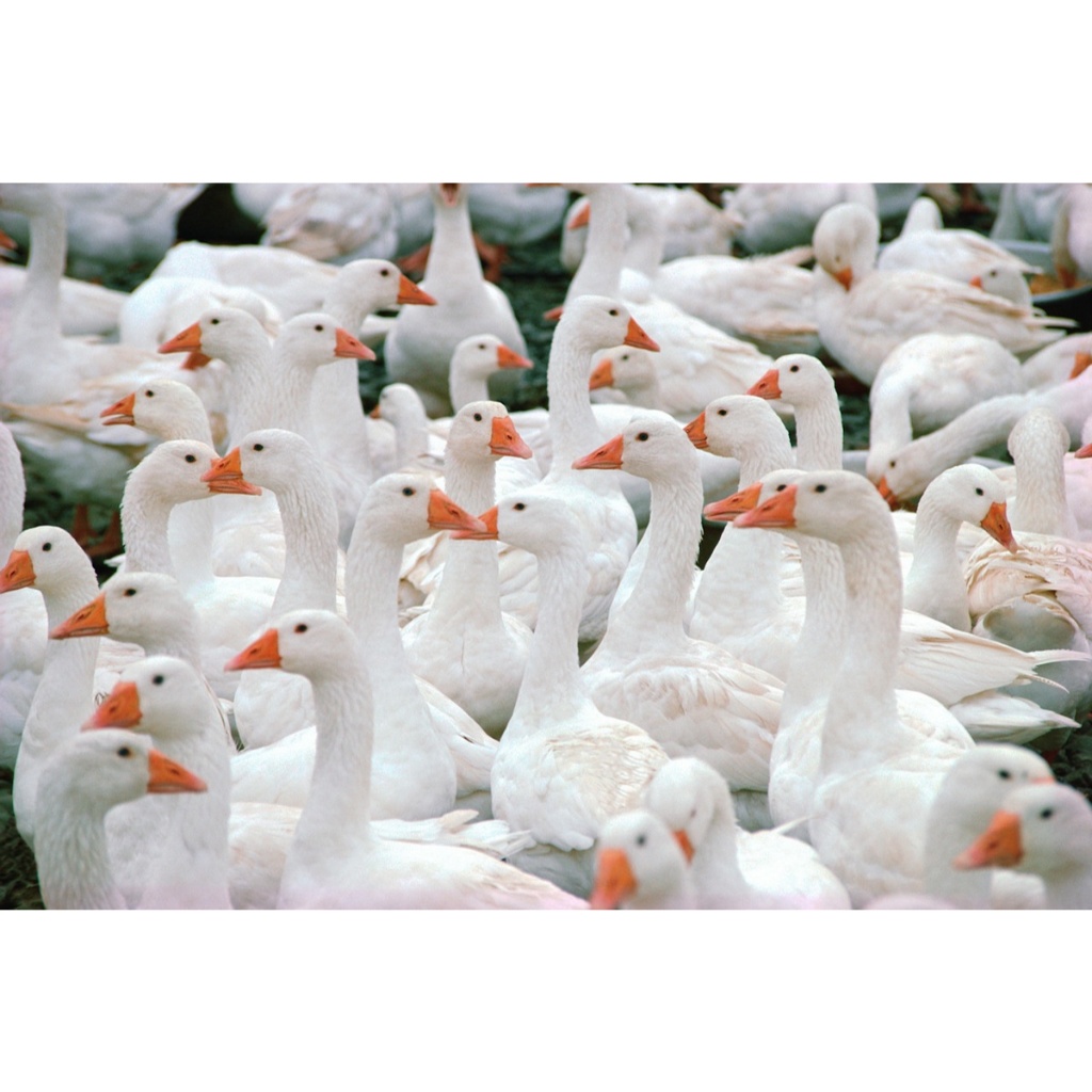 

JANTUNG BEBEK PEKING BERSIH / PEKING DUCK HEART