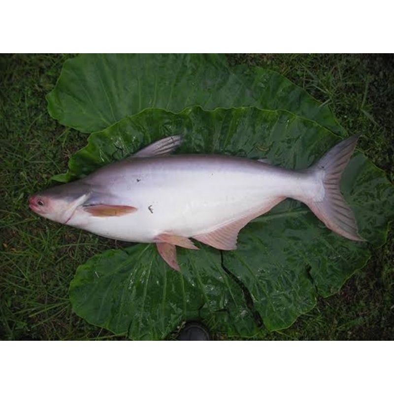 

ikan patin segar per ekor