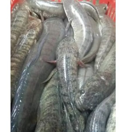 

ikan giling mix kakap merah dan gabus sungai 1 kg