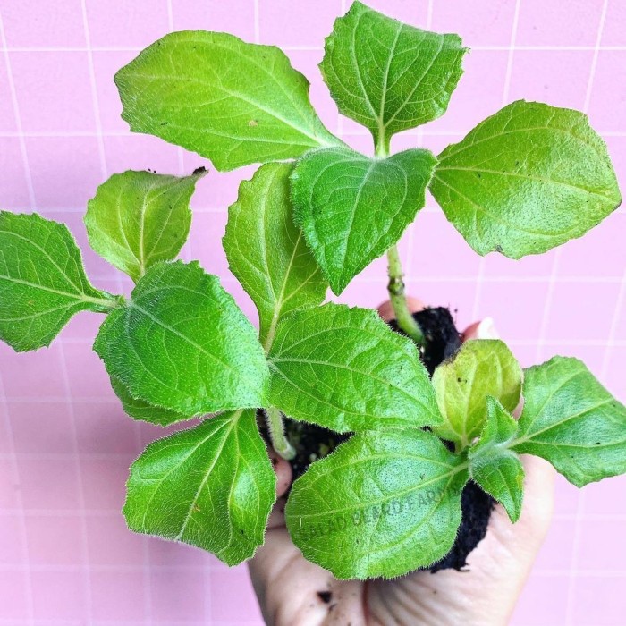 MURAH Bibit tanaman umbi manis yacon yacn yakon (Smallanthus sonchifolius)