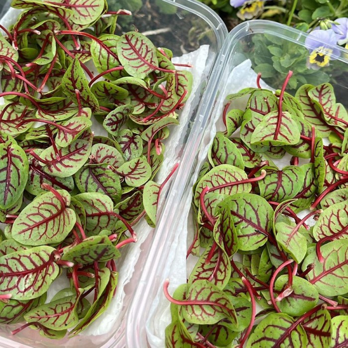 

Ready" Red Sorel Edible Leaves Microgreens