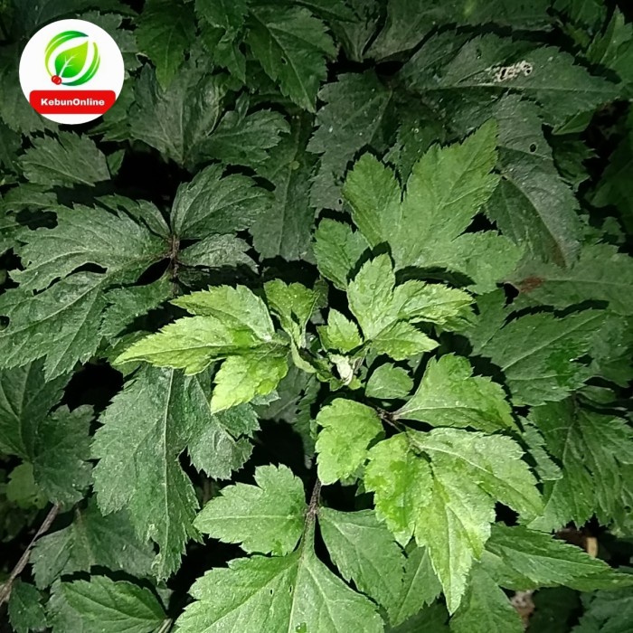 PROMO SPECIAL Bibit Tanaman Purwoceng Purwaceng