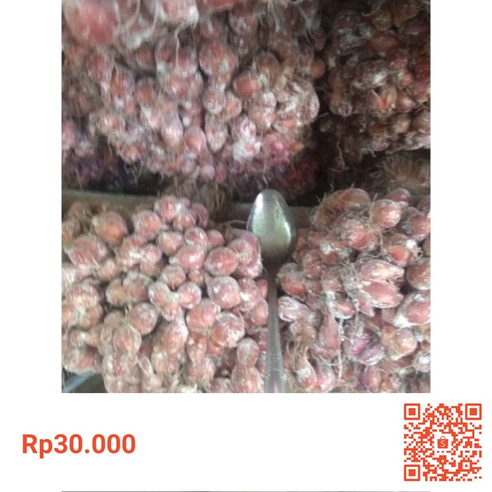 TERUJI benih bibit tanaman bawang merah varietas Thailand tajuk umur 1 Minggu original petani hasil