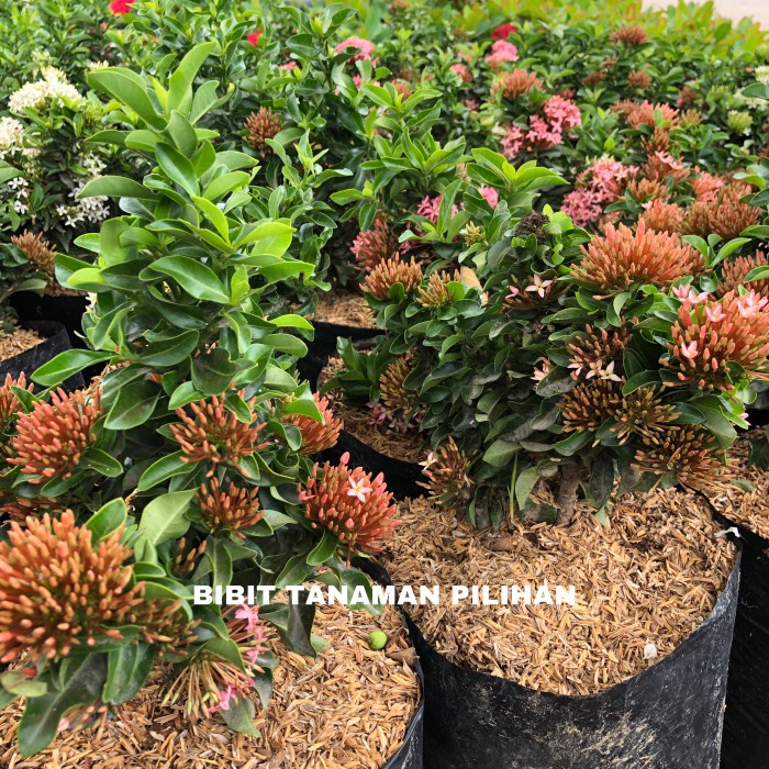 KOMPLIT BIBIT TANAMAN BUNGA ASOKA MERAH MINI MICRO JEPANG OUTDOOR RIMBUN