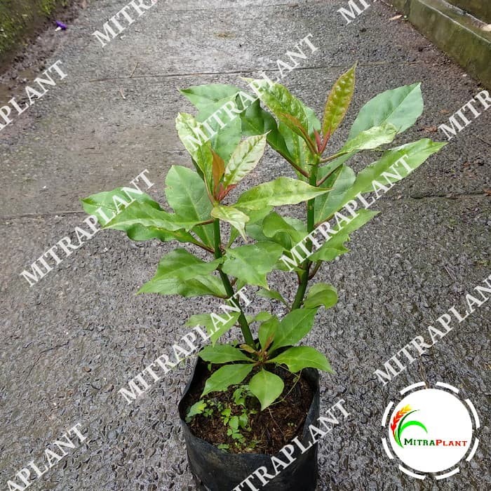 TERUJI Bibit Pohon Jarum Tujuh Bilah - Tanaman Herbal Daun Jarum 7 Bilah