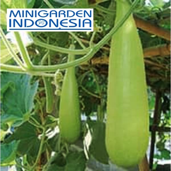TERLENGKAP 7 biji Benih Labu Air rudal Bibit tanaman sayur sayuran