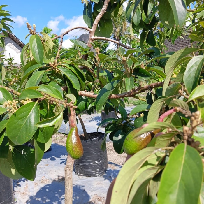 BERKUALITAS Bibit Tanaman Buah Alpukat Red Vietnam Okulasi SUDAH BERBUNGA/BERBUAH