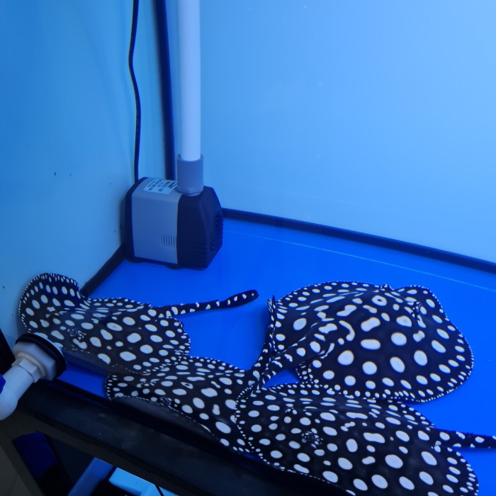 STINGRAY PURE BD FRESHWATER / PARI AIR TAWAR BLACK DIAMOND
