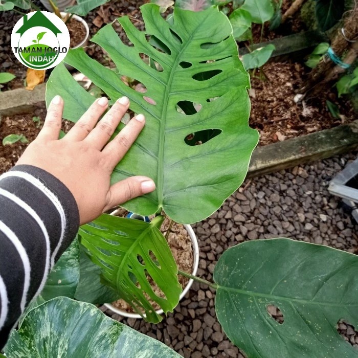 Tanaman hias monstera dubia big size pecah daun mo