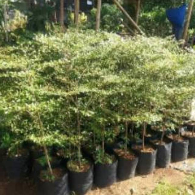 pohon ketapang kencana ukuran 1meter Tanaman ketapang kencana