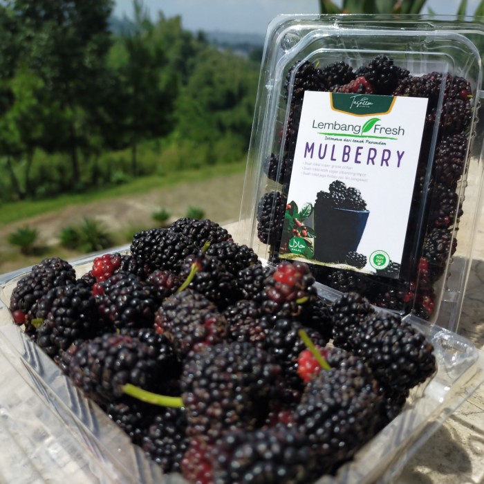 

HJK Blackberry buah Blackberries Mulberry Murbai Arben Arbei Segar Bandung