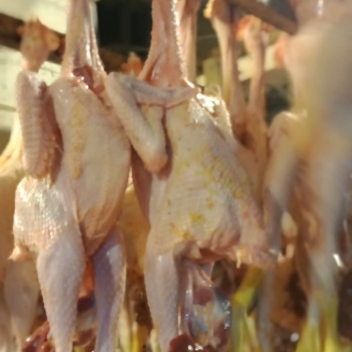 

HJK Ayam pejantan per ekor (8 ons -1 kg)