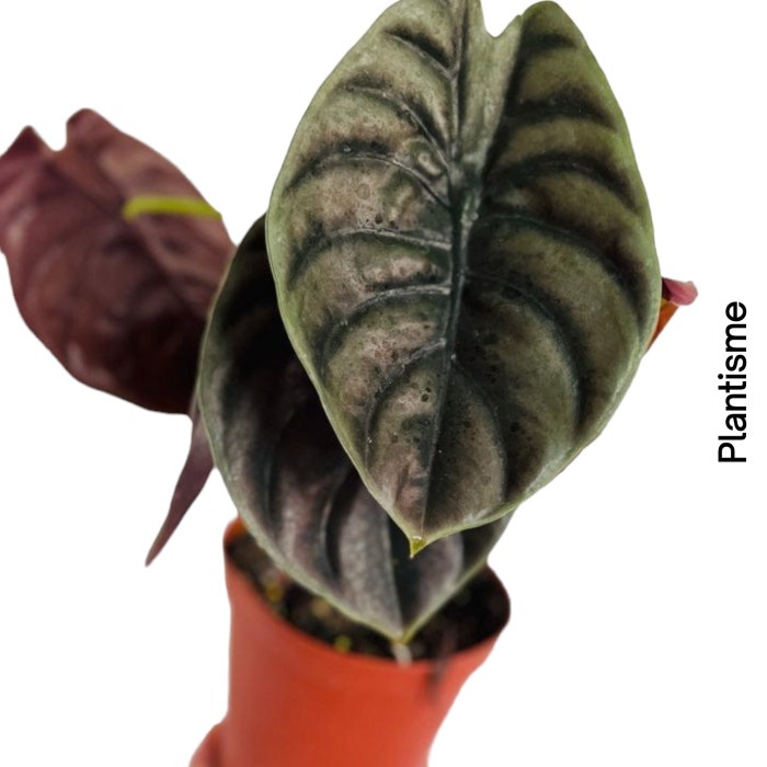 Alocasia Cuprea Red Secret