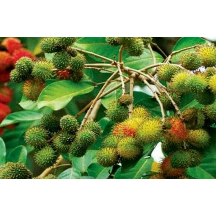 

HJK Bibit pohon rambutan rapiah / Tanaman buah rambutan / Ropiah