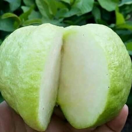 

HJK bibit jambu kristal