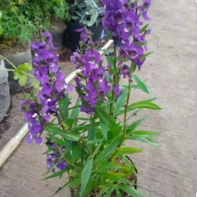 

HJK tanaman lavender, tanaman pengusir nyamuk