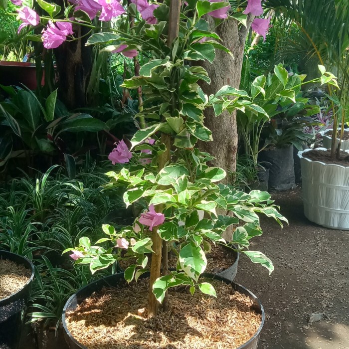 Sale Terbatas Tanaman Hias Bunga Bougenville Varigata - Kembang Kertas Godong Jawi Aman