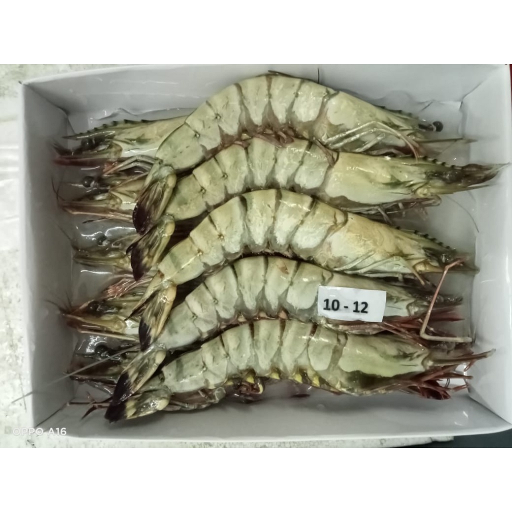 

Udang Tiger / Udang pancet / Black Tiger Prawn / Fresh Segar Frozen