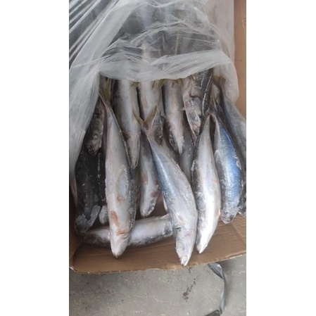 

Ikan layang jumbo 1 kg frozen
