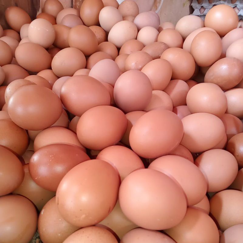 

TELUR AYAM NEGERI PER 1 KG
