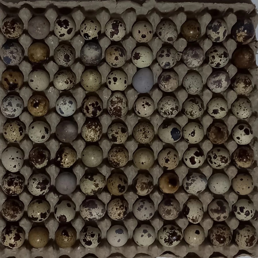 

Telur Puyuh / Telur Burung Puyuh (45 butir)