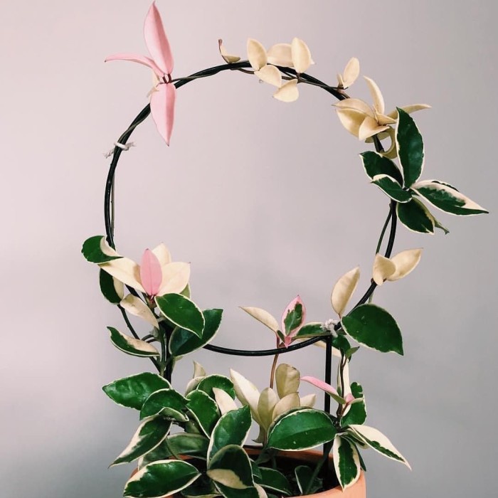 GoGreen Star Loop Planters - 20cm Rambatan Besi Media Rambat Tanaman Dekorasi Bunga