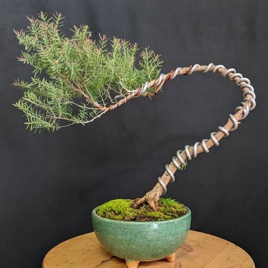 GoGreen Star Kawat Bonsai Pembentuk Pohon Bonsai Lilit Melingkar Tekuk