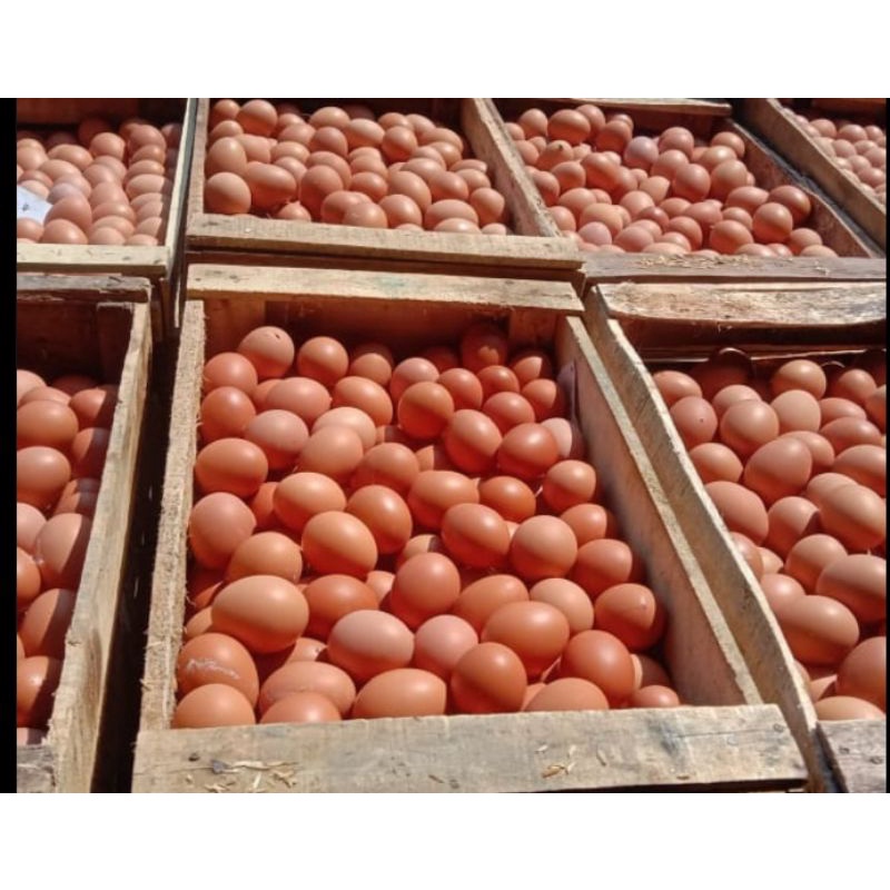 

Telur fresh dari bogor (harga grosir real per 15kg)